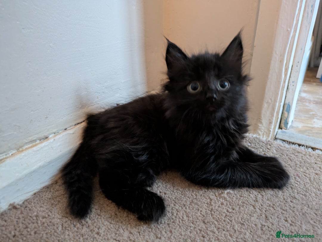 Mixed Breed cats for sale: Kittens  - Advert 2