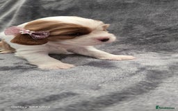 Cavalier King Charles Spaniel dogs for sale: 🐶 KC Cavalier King Charles Spaniel Puppies 🐶 - Image 15