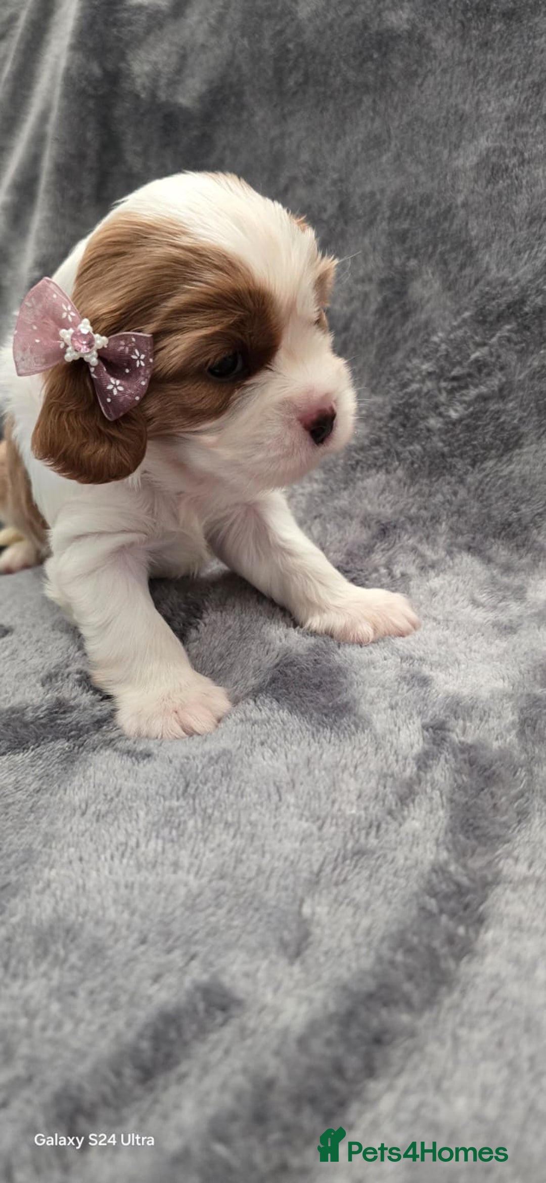 Cavalier King Charles Spaniel dogs for sale: 🐶 KC Cavalier King Charles Spaniel Puppies 🐶 - Image 15