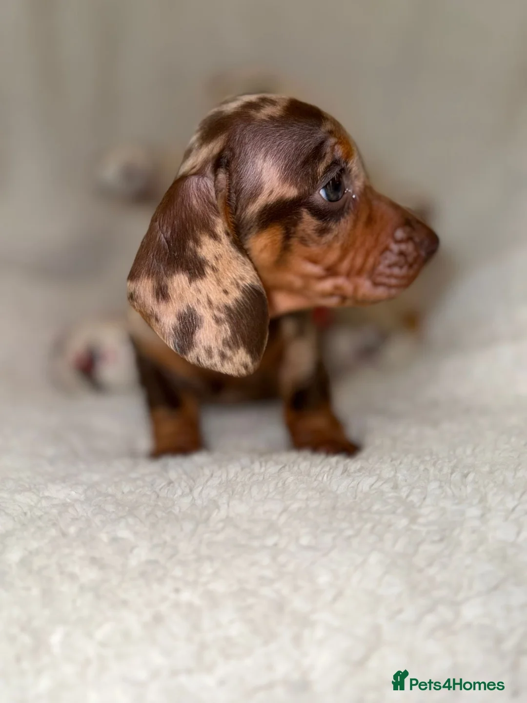 Miniature Dachshund dogs for sale: Stunning Dapple Dachshunds - Advert 6