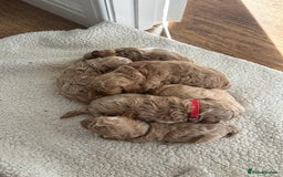 Cavapoo dogs for sale: Cavapoo Puppies for Sale - Image 10