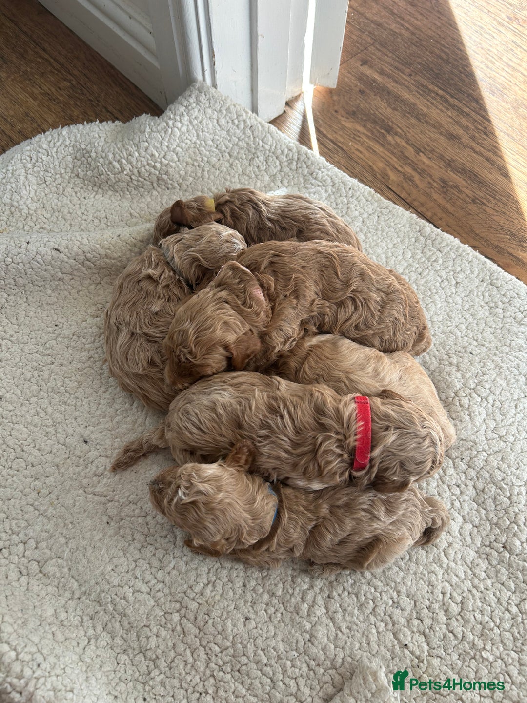 Cavapoo dogs for sale: Cavapoo Puppies for Sale - Image 10