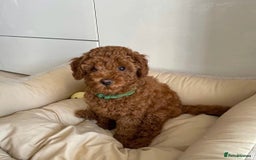Toy Poodle dogs for sale: Red toy poodle puppies  - Image 10
