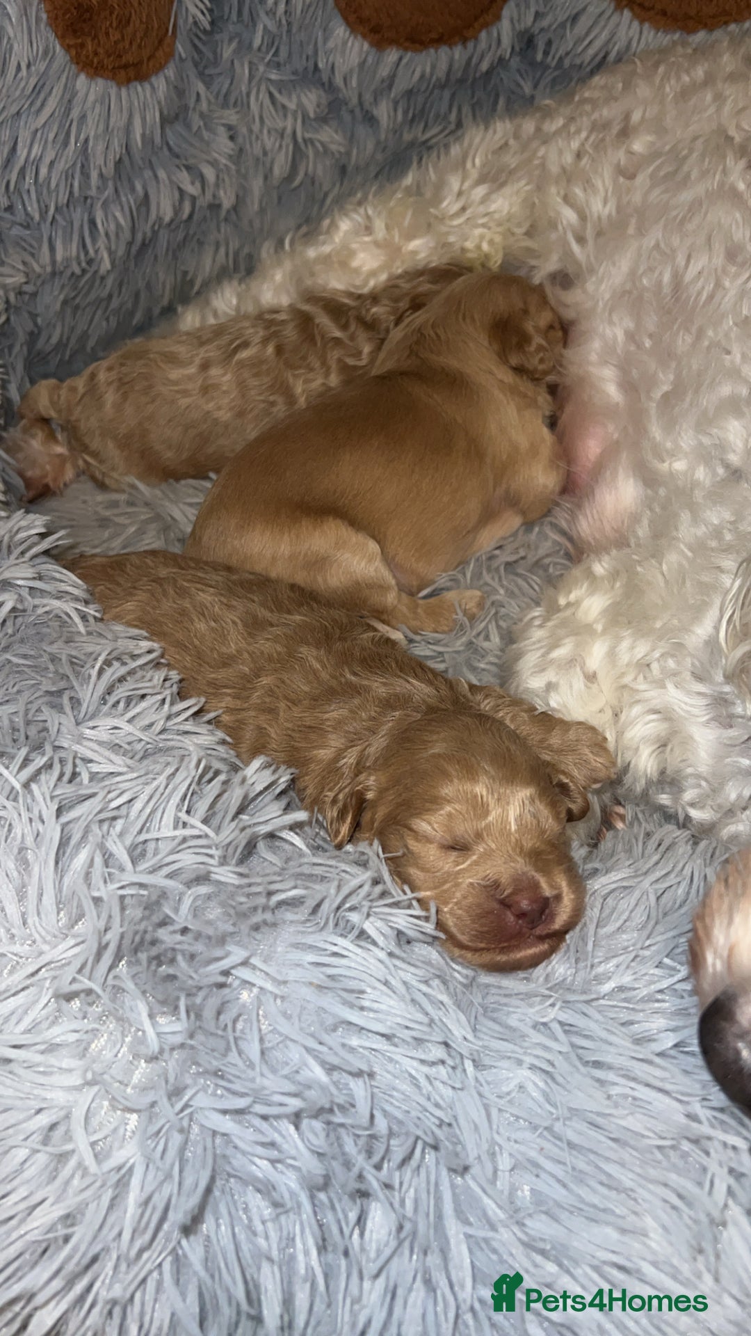 Cockapoo dogs for sale: Cockapoos for sale.  - Advert 8