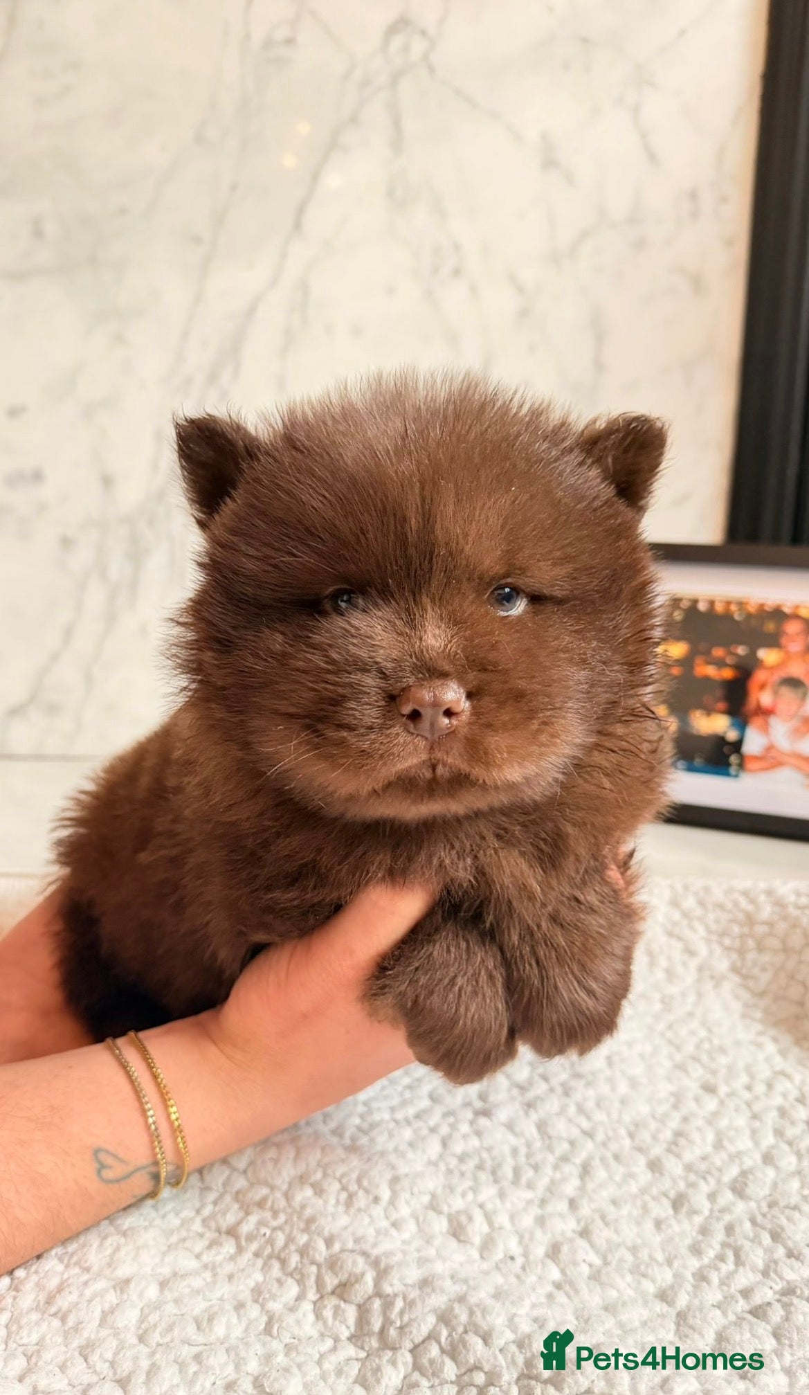 Chow Chow dogs for sale: Chocolate Baby Chow Chow  - Advert 4
