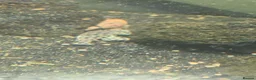 Plecos fish for sale: Variety Of Fish - Advert 4