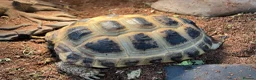 Tortoise reptiles for sale: Horsefield tortoises  in Sheffield - Advert 3