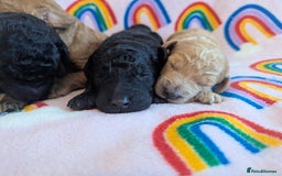 Miniature Poodle dogs for sale: Stunning Red & Phantom Miniature/Moyen Poodles - Image 18