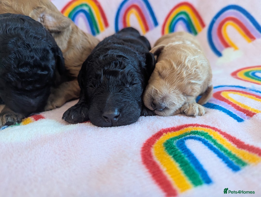 Miniature Poodle dogs for sale: Stunning Red & Phantom Miniature/Moyen Poodles - Image 18