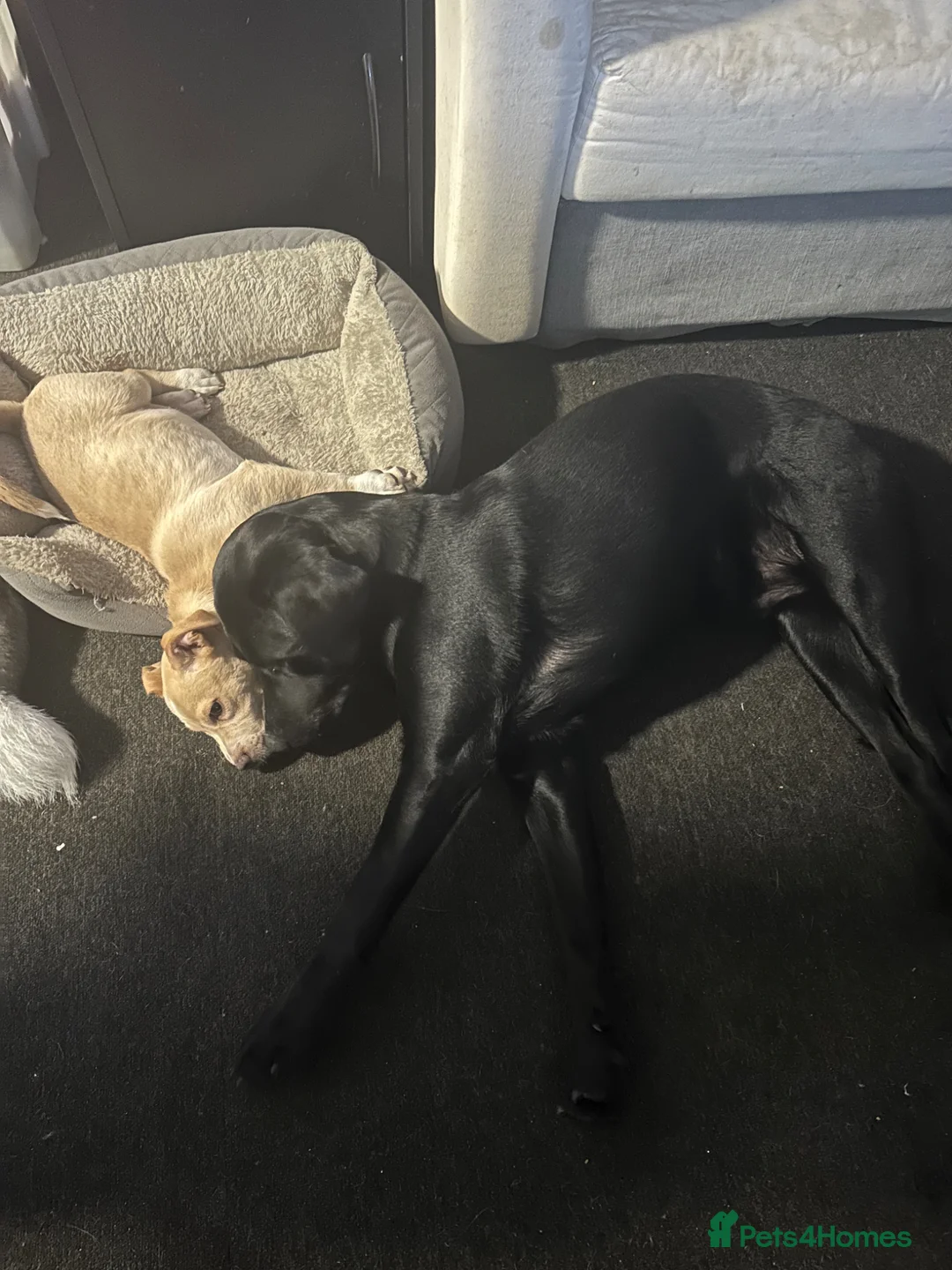 Mixed Breed dogs for sale: Jack Russell x lab - Advert 2