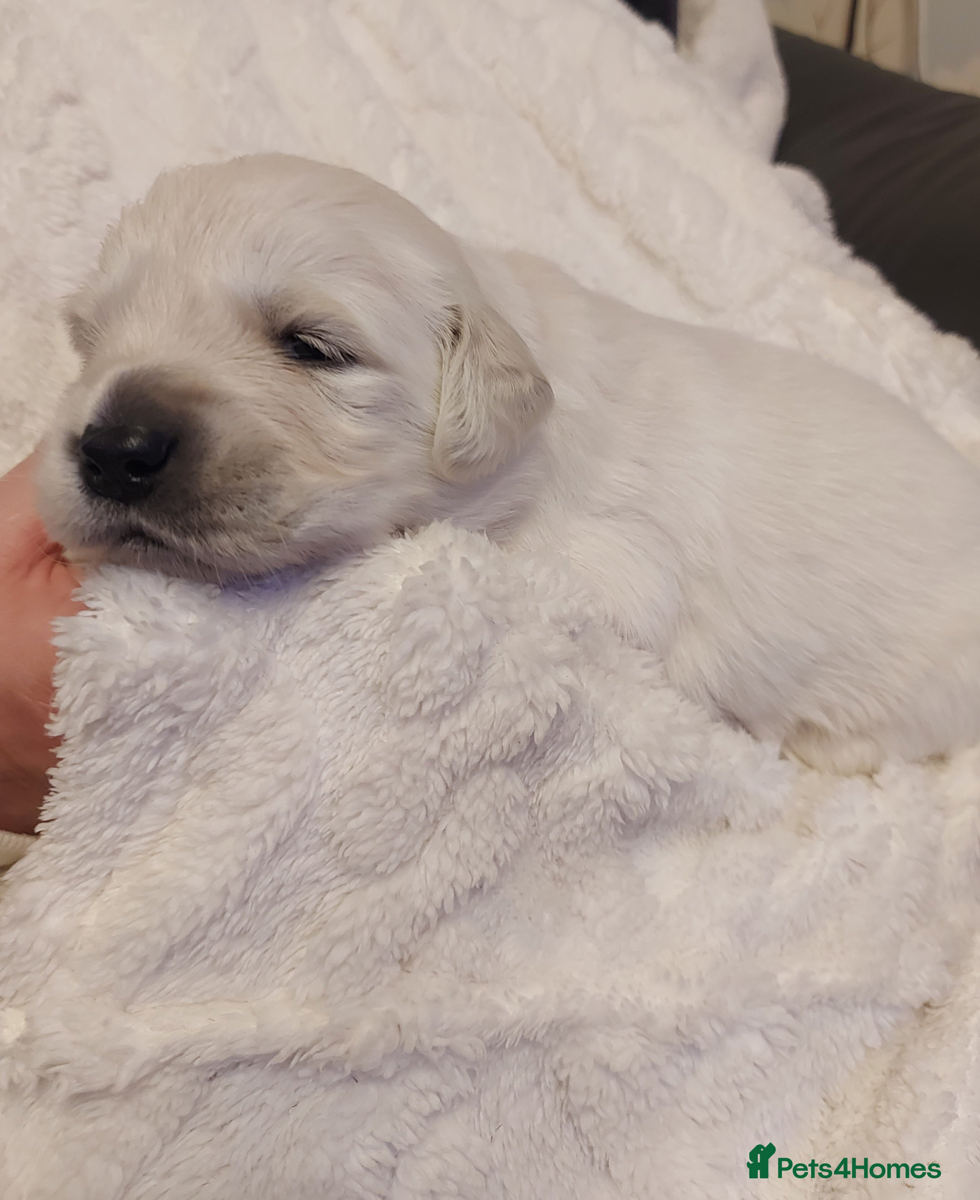 Golden Retriever dogs KC registered Golden Retriever Puppies *9 Males* - Advert 2