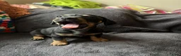 Mixed Breed dogs for sale: Daschund X Frenchie Only 2 left! - Advert 4