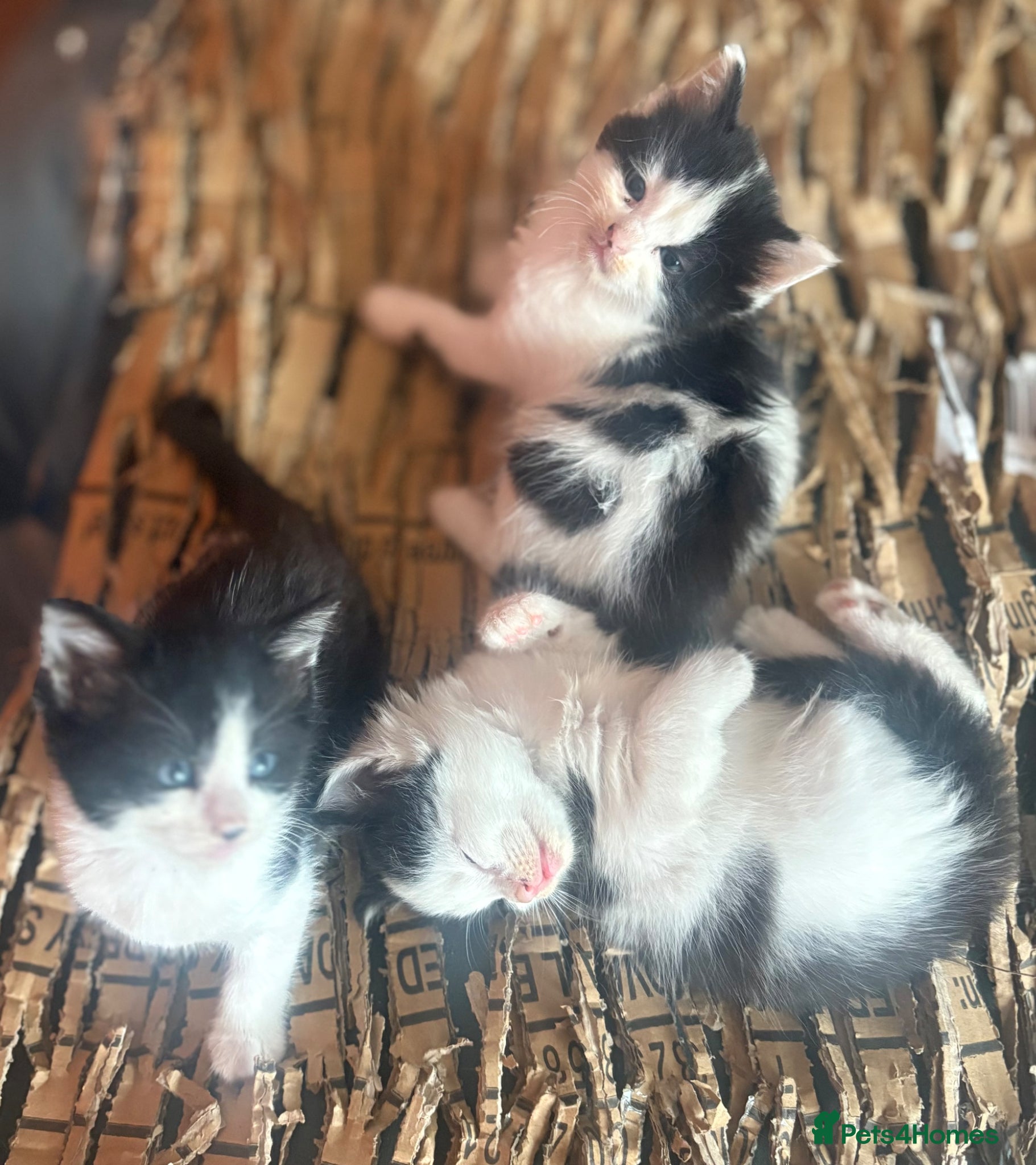 Mixed Breed cats Beautiful Ragdoll Cross Breed Kittens  - Advert 2