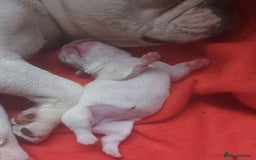 French Bulldog dogs for sale: 3 males left  - Image 5
