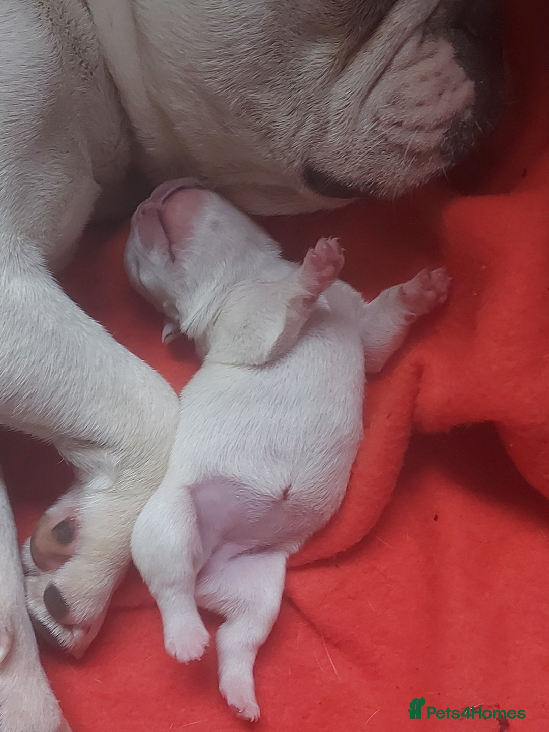 French Bulldog dogs for sale: 3 males left  - Image 5