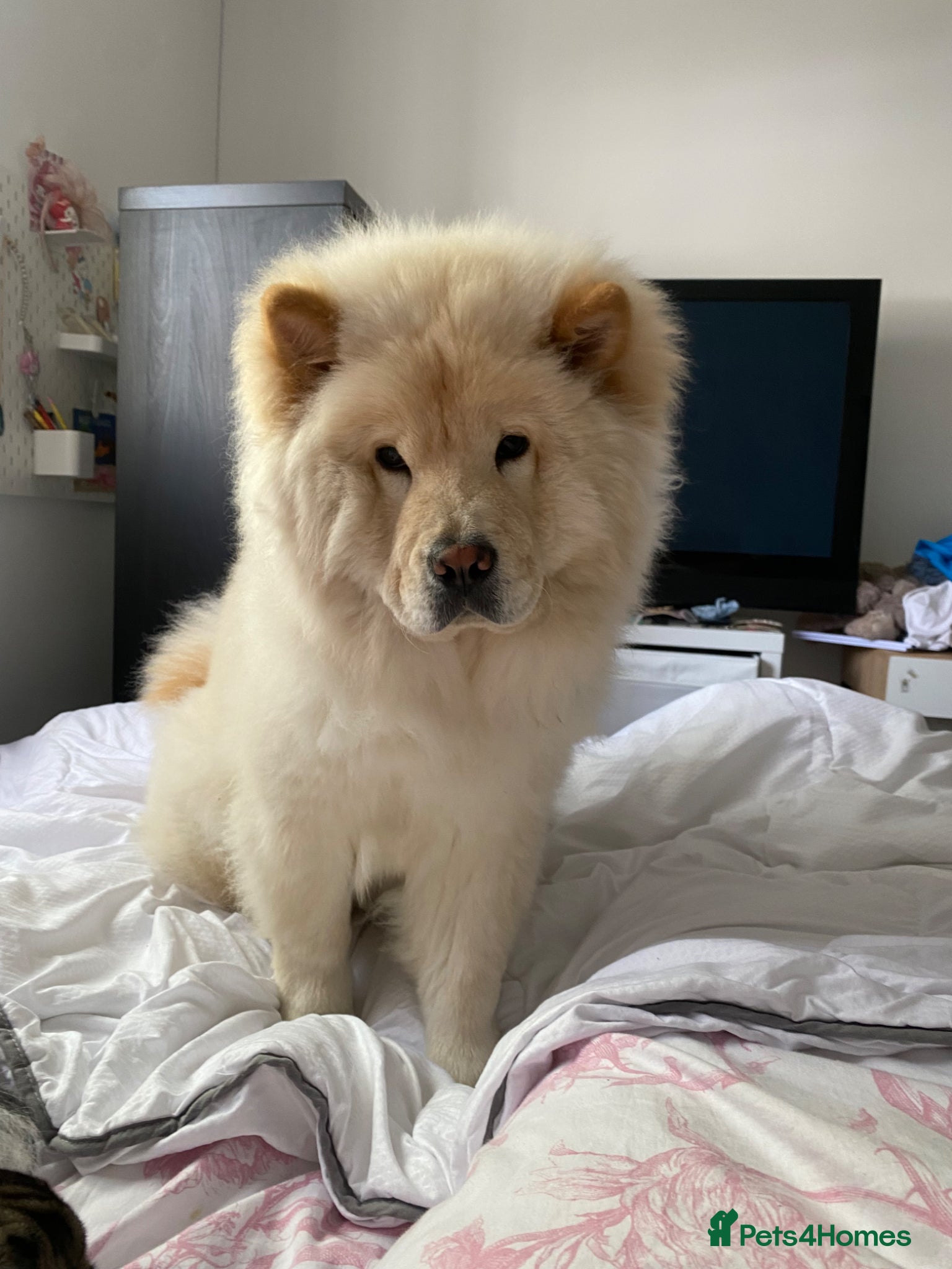 Chow Chow Puppy 1