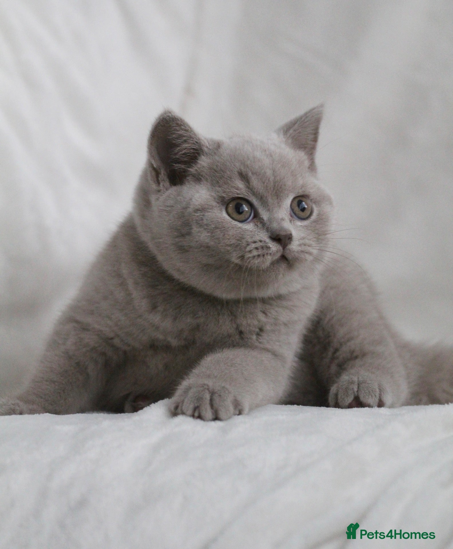 British Shorthair cats GCCF British Shorthair Kittens  - Advert 13