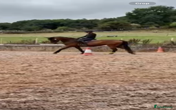 Irish Sports horses for sale: big beautiful bay 🥰 - Image 5