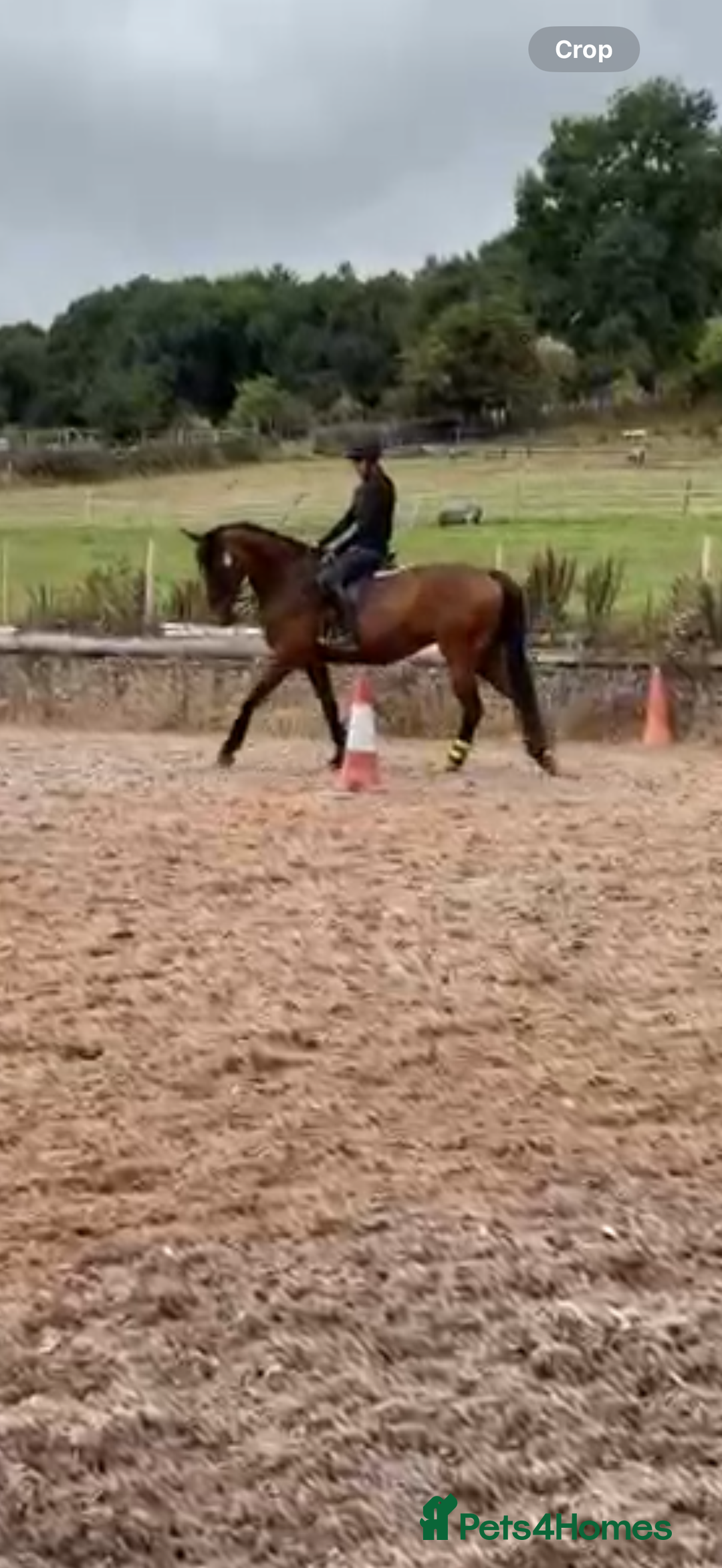 Irish Sports horses for sale: big beautiful bay 🥰 - Image 5