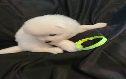 Samoyed dogs for sale: 🐾 Exceptional Pedigree Samoyed Puppies  🐾 - Image 5
