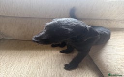 Patterdale Terrier dogs for sale: Lovely male Patterdale Terrier pup - Image 2