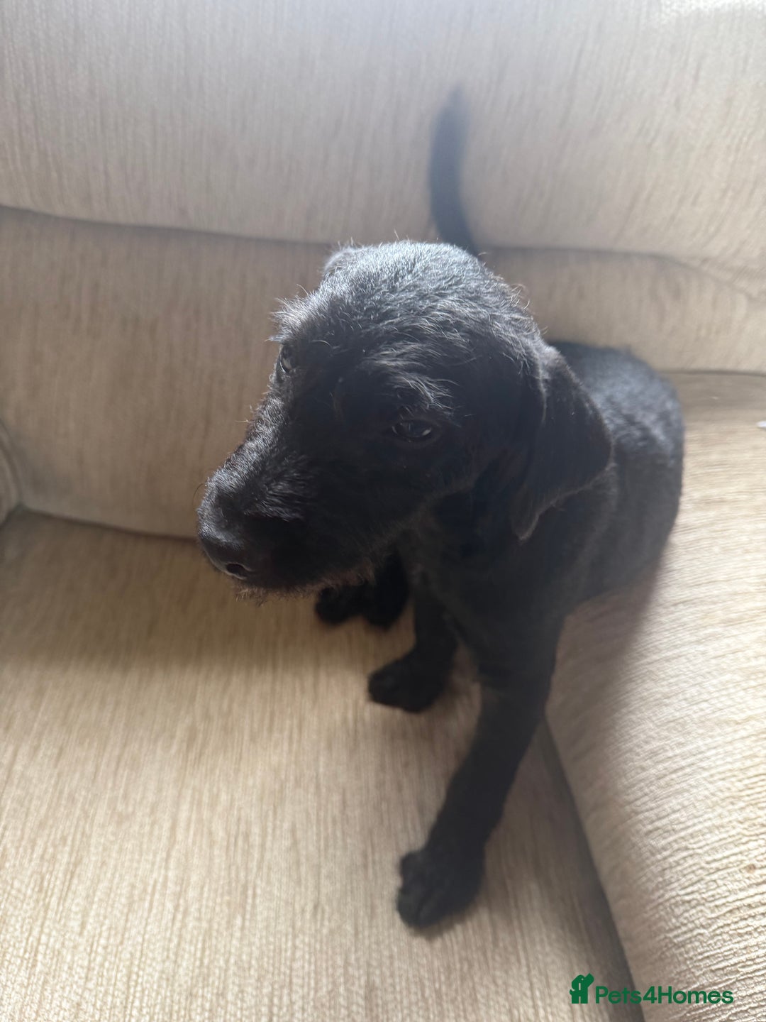 Patterdale Terrier dogs for sale: Lovely male Patterdale Terrier pup - Image 2