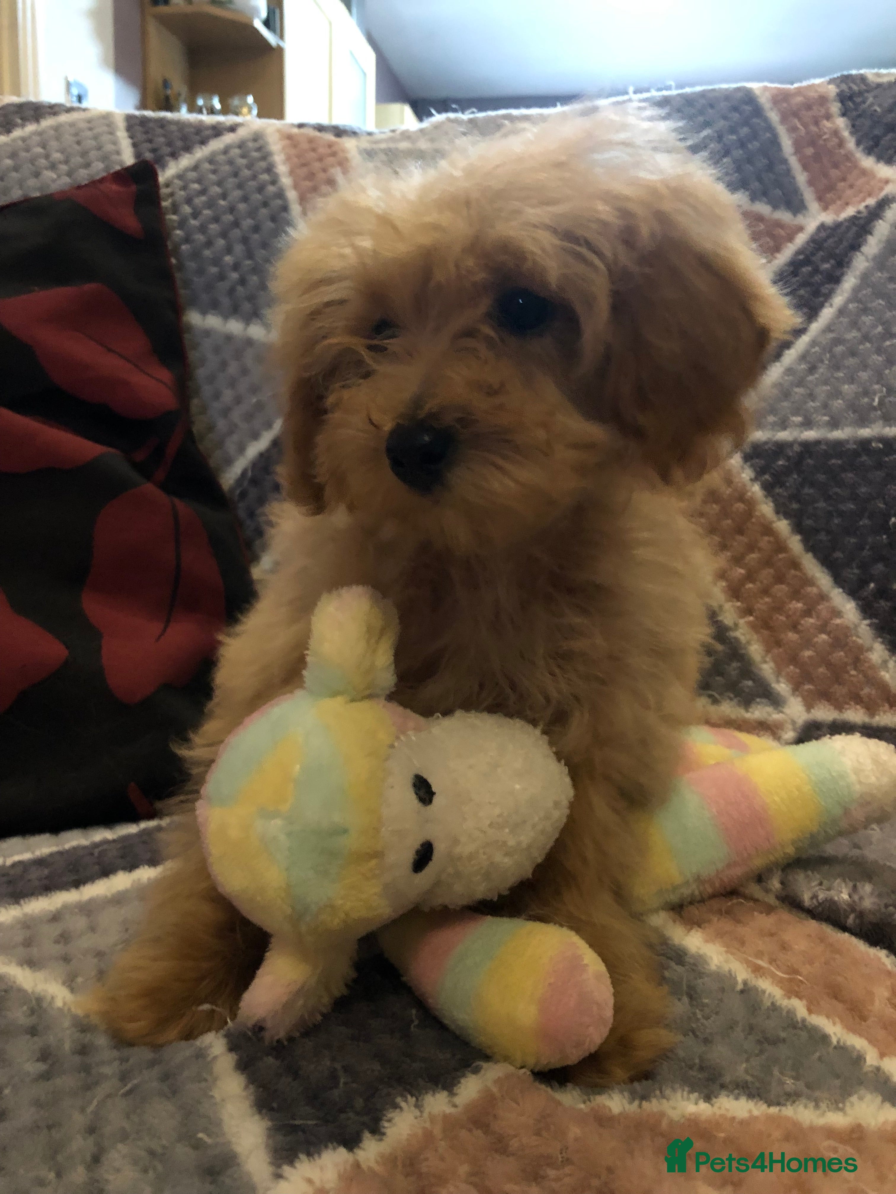 Cockapoo dogs Cockapoo puppies for sale  - Advert 17