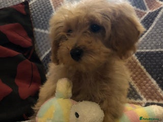 Cockapoo dogs Cockapoo puppies for sale - Advert 17