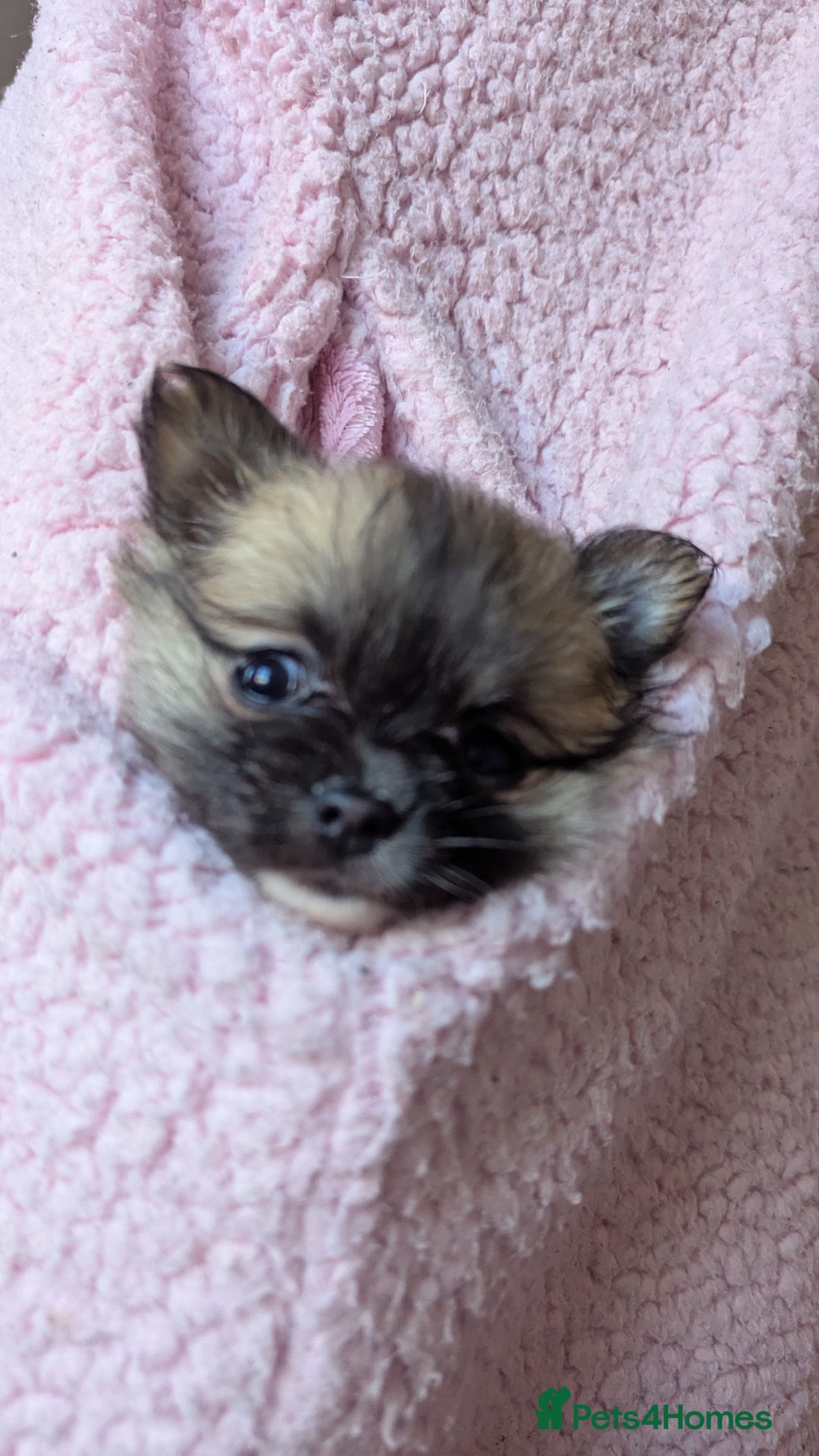 Chihuahua dogs for sale: Pocket size longhaired Beautiful Chihuahua Girl - Advert 2