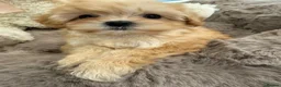 Maltipoo dogs for sale: Korean lined, f1. Fully dna & health tested   - Advert 16