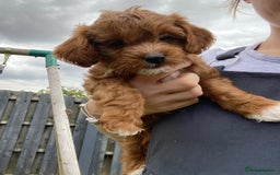 Cockapoo dogs for sale: 3 puppies left - ready now  - Image 8