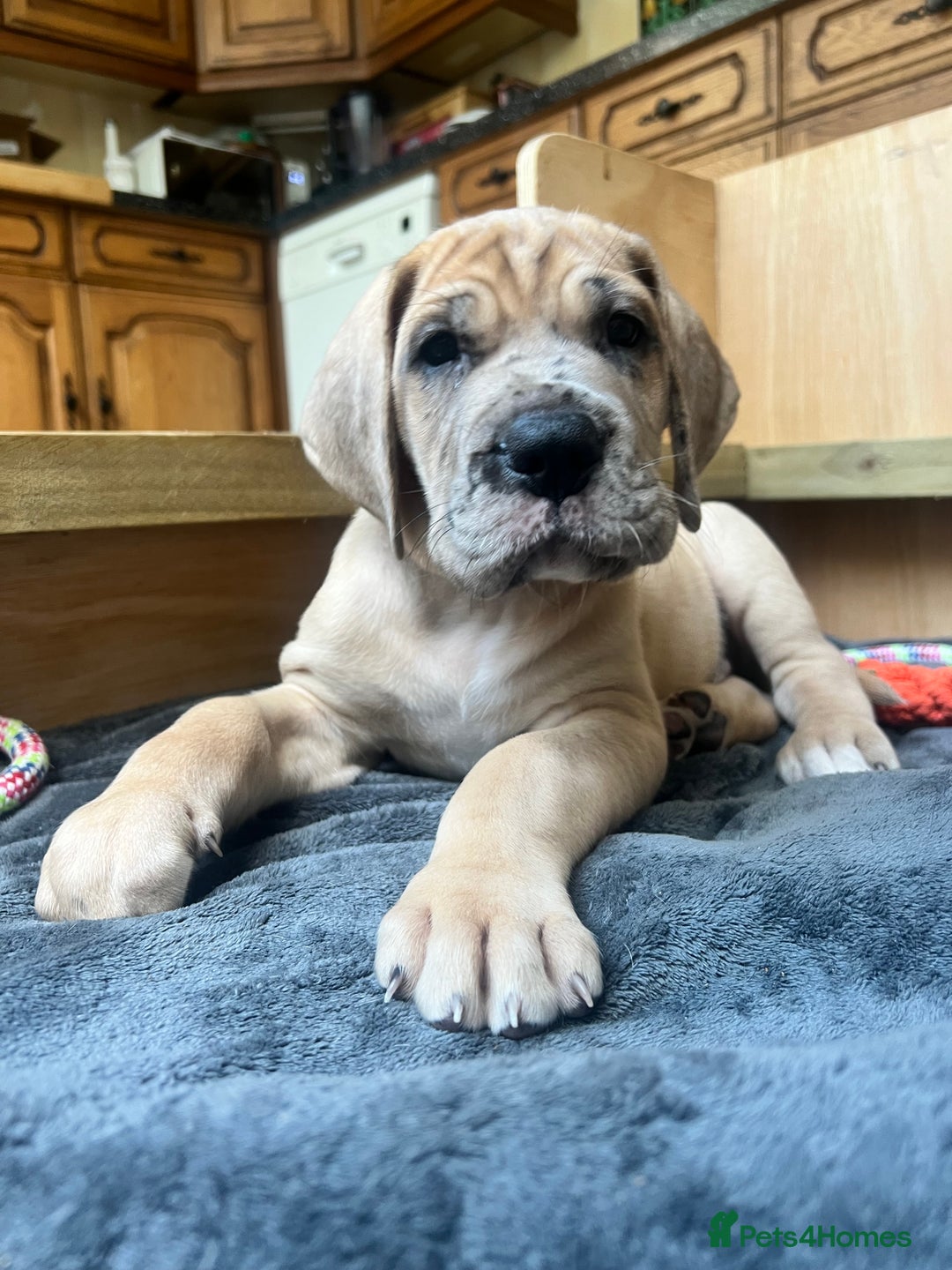 Great Dane dogs for sale: Great Dane puppy’s  - Image 35