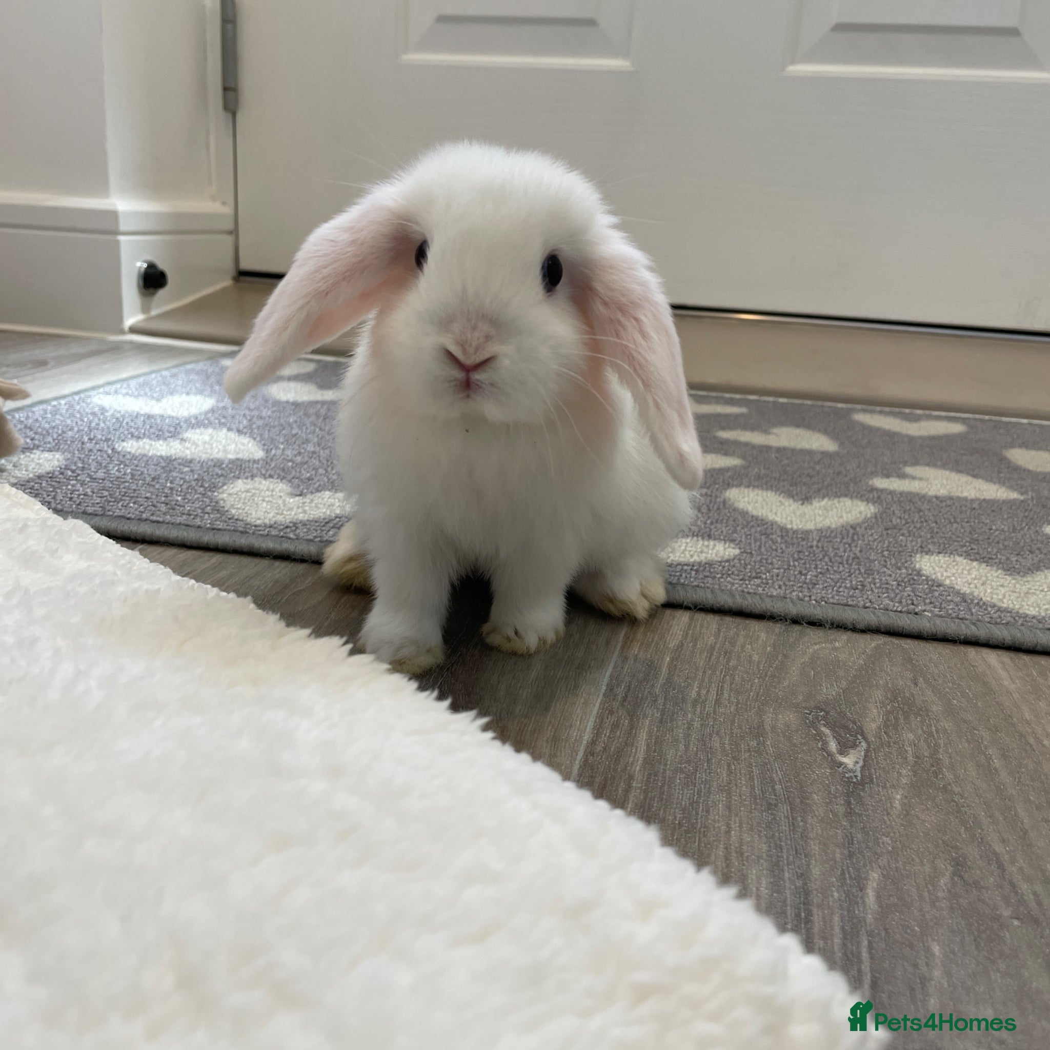 Mini Lop rabbits Baby Mini Lop Beautiful Girl  - Advert 6