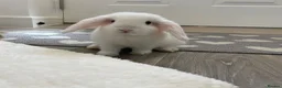 Mini Lop rabbits for sale: Baby Mini Lop Beautiful Girl  in Deal - Advert 1