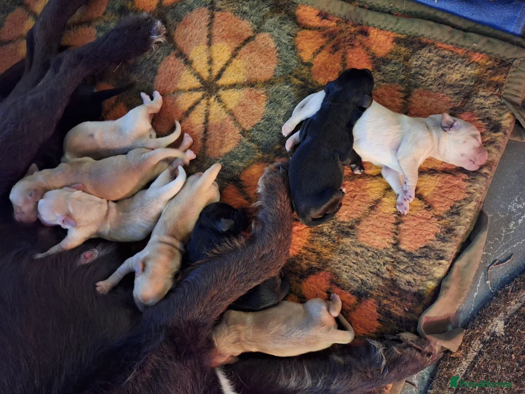 Mixed Breed dogs for sale: Goldendoodle Puppies 6 girls 3 boys - Advert 5