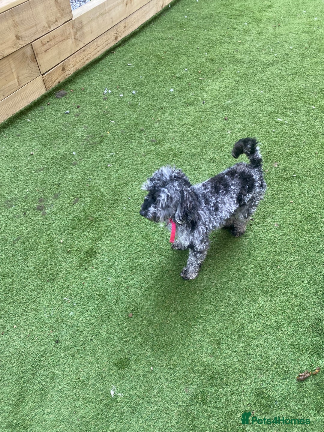 Cockapoo dogs for sale: Cockapoo 2 year old - Advert 2