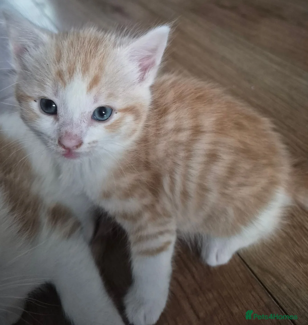 British Longhair cats for sale: Beautiful kittens - Advert 2