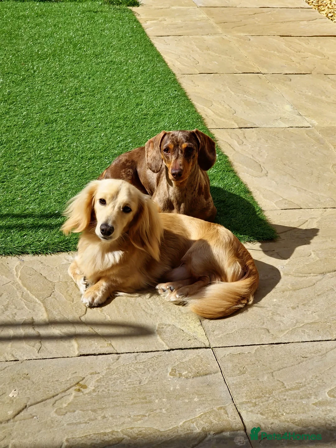 Miniature Dachshund dogs for stud: Shaded cream miniature dachshund 3.6kg - Advert 14