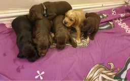 Mixed Breed dogs for sale: Cockerdor x english springer spaniel  - Image 14