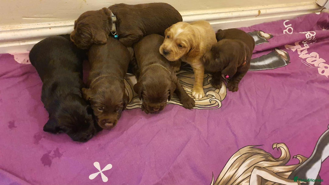 Mixed Breed dogs for sale: Cockerdor x english springer spaniel  - Image 14