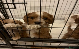 Mixed Breed dogs for sale: cavapoo pups - Image 5