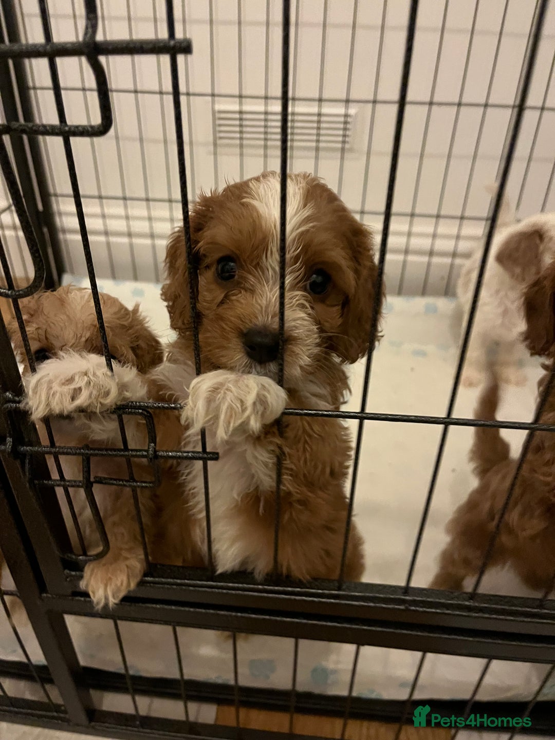 Mixed Breed dogs for sale: cavapoo pups - Image 5