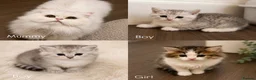 Mixed Breed cats for sale: 🎀💙 PERSIAN DOLL FACE KITTENS FOR SALE 💙🎀 in Burnley - Advert 1