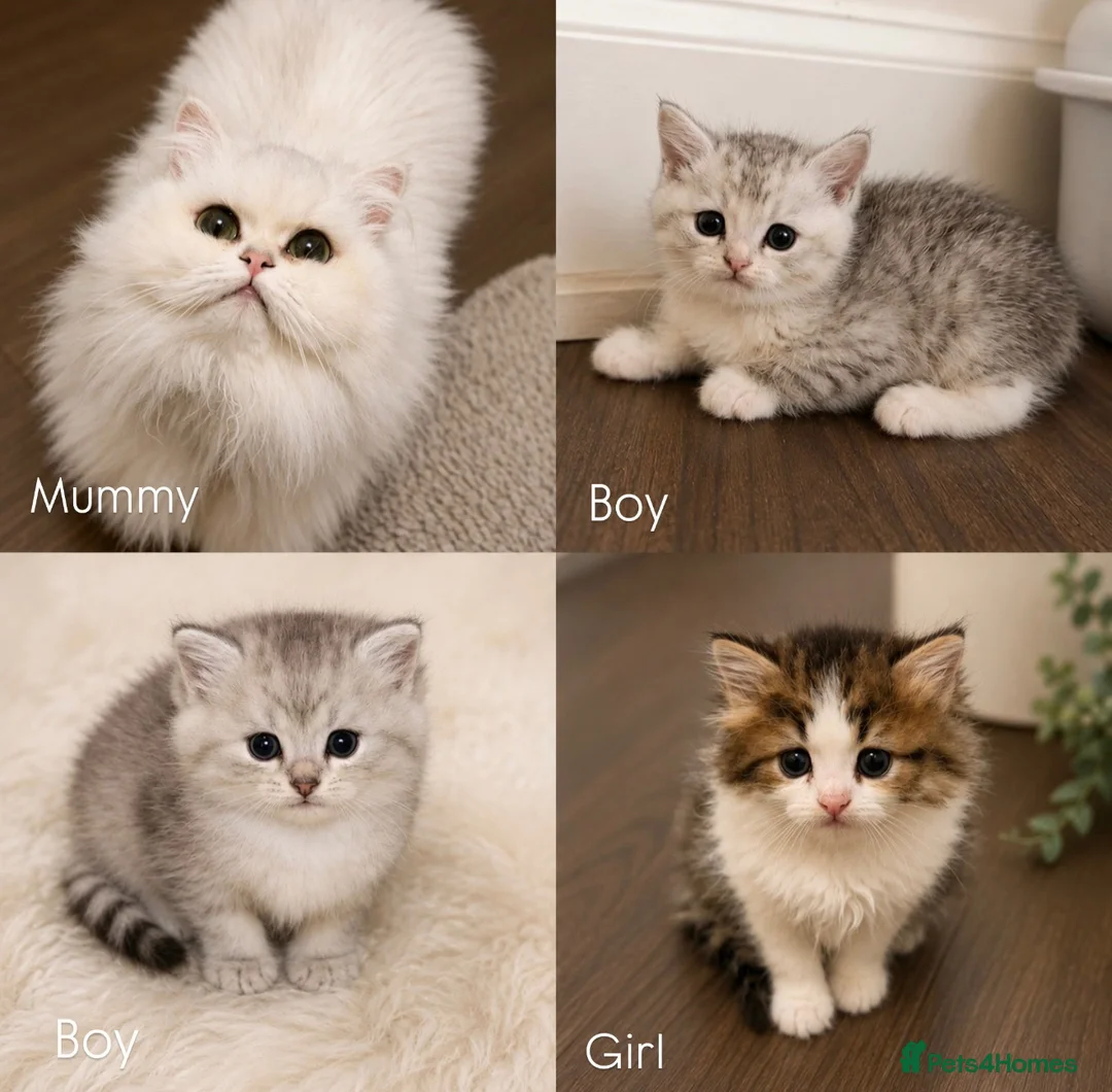 Mixed Breed cats for sale: 🎀💙 PERSIAN DOLL FACE KITTENS FOR SALE 💙🎀 in Burnley - Advert 1