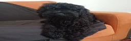 Cockapoo dogs for sale: Adorable Friendly Cockapoo Puppy - Advert 4