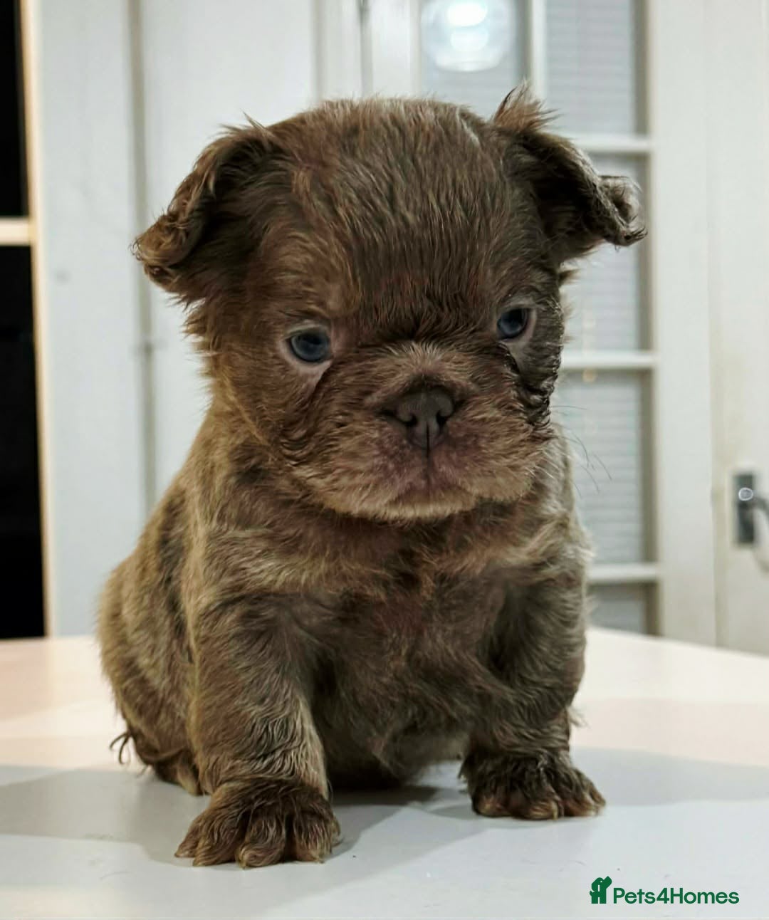 French Bulldog dogs for sale: Fluffy french bulldogs READ DESCRIPTION  - Advert 6