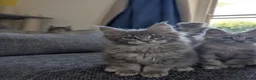 Maine Coon cats for sale: TICA Registered Maine Coon Kittens  - Advert 4
