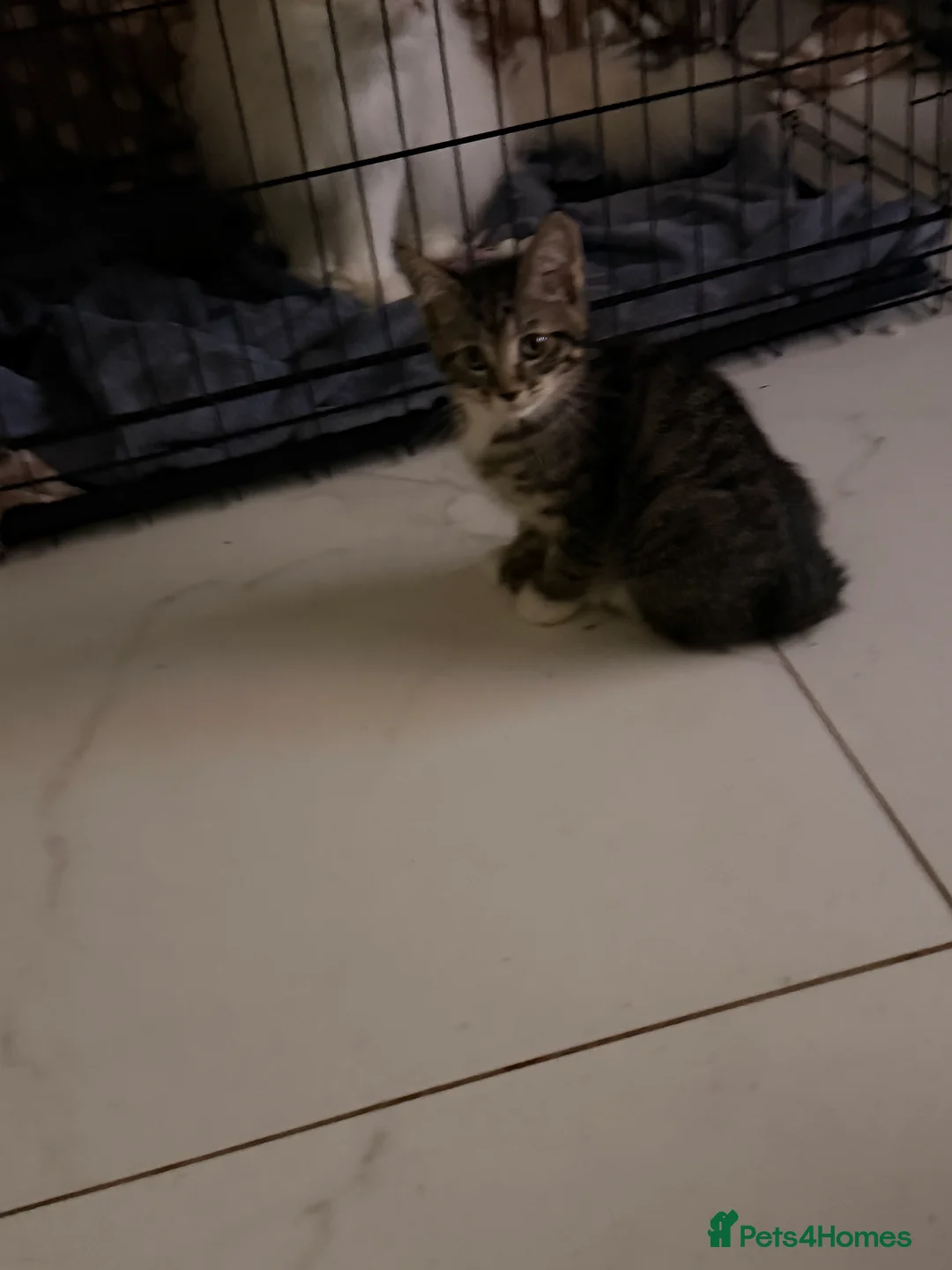 Mixed Breed cats for sale: Male Kittens for Sale-Polydactyl & Tabby  - Advert 5