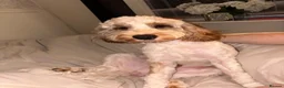 Cockapoo dogs for sale: 1 year old cockapoo in Newton-le-Willows - Advert 5