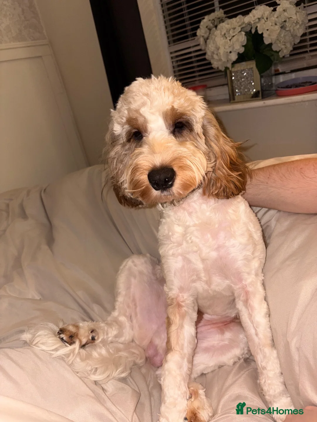 Cockapoo dogs for sale: 1 year old cockapoo in Newton-le-Willows - Advert 5